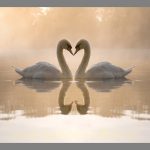 Dipinto per camera da letto Cigno amore