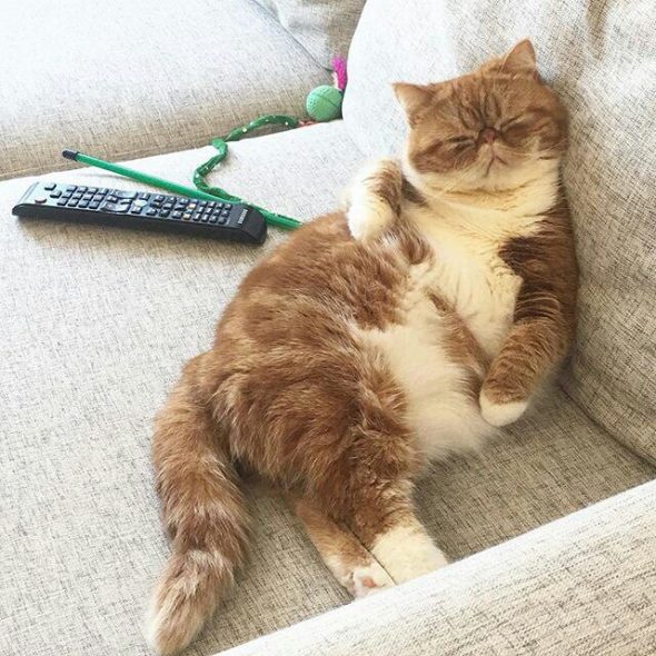 come togliere l'odore di urina di gatto dal divano
