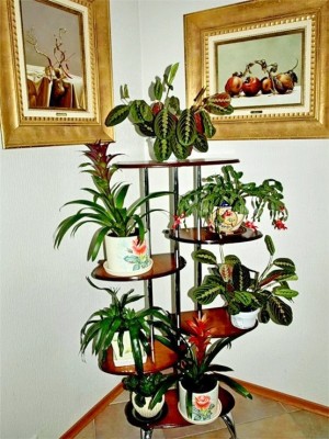 Piante e fiori in casa