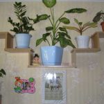 fiore sugli scaffali