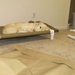 Letto per un animale domestico