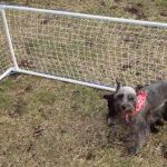 Una gabbia per cani realizzata con materiali di scarto