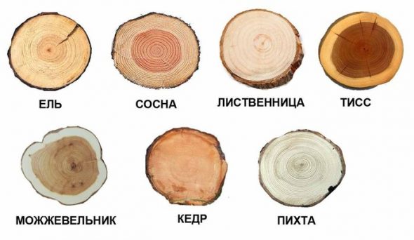 Iglavci