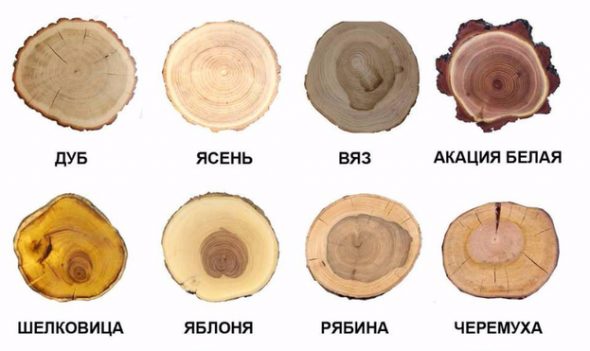 Listopadna drevesa