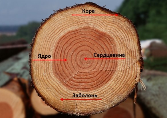 Proprietà del legno