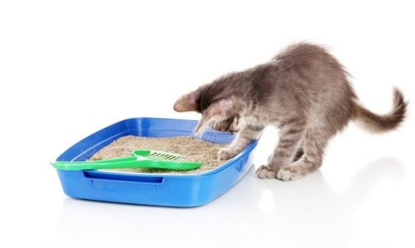 Bac à litière pour chat