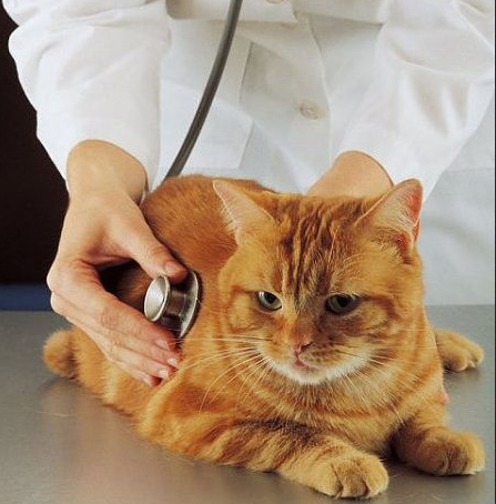 Examiner votre chat