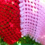 Coperte con pompon rossi e rosa