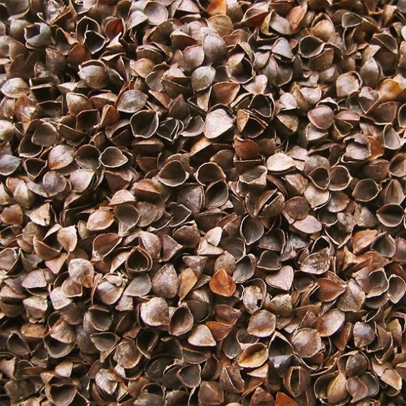 Buccia di grano saraceno