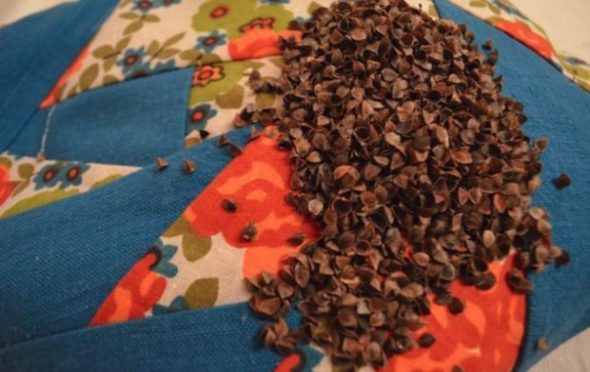 Il grano saraceno può causare allergie