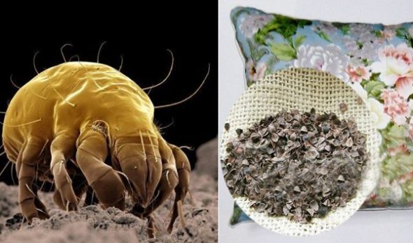 Gli acari della polvere non si riproducono nel cuscino