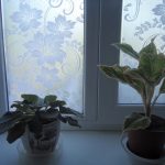 Fiori vivi su un davanzale di plastica
