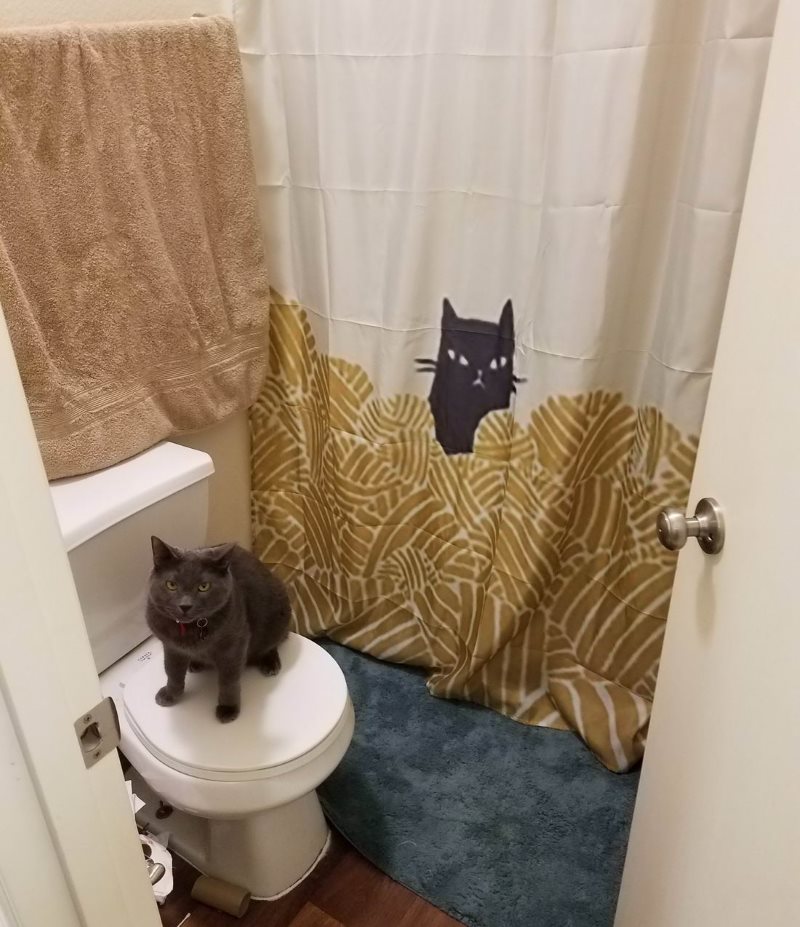 Gatti all'interno del bagno