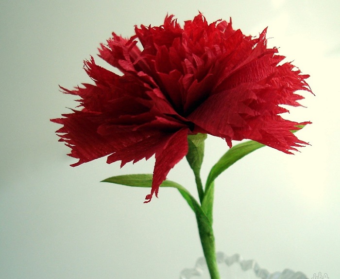 garofano