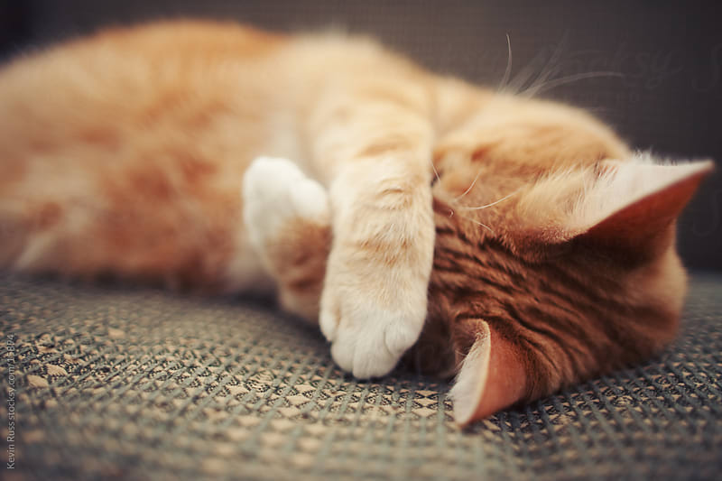 come rimuovere le macchie di urina di gatto dal tappeto
