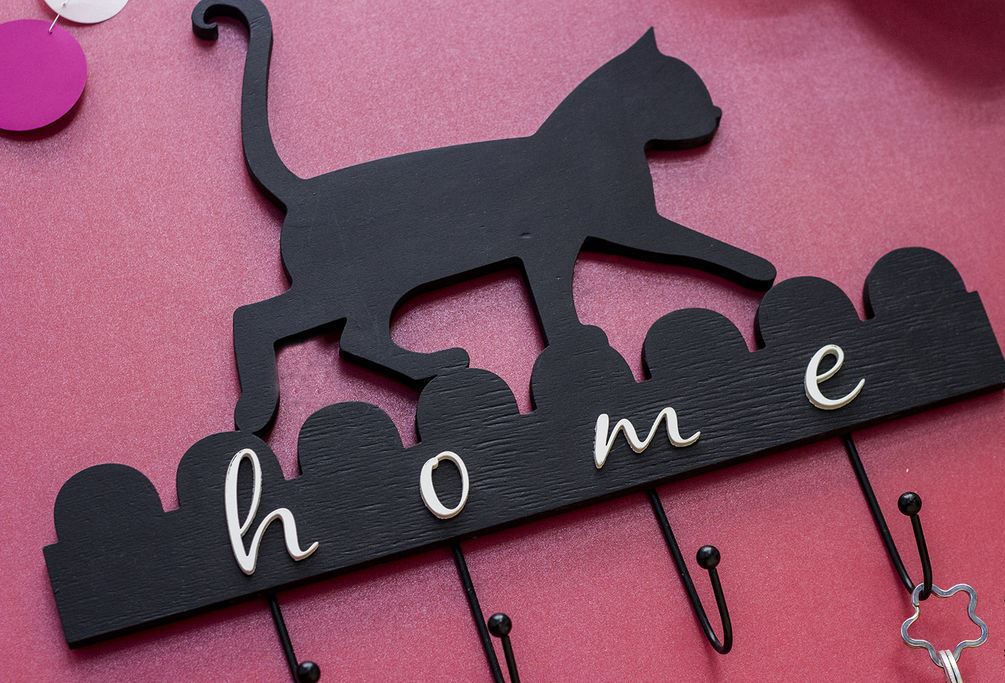 gatto domestico