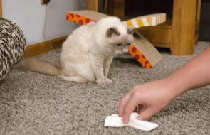 eliminare l'odore di urina di gatto dal tappeto