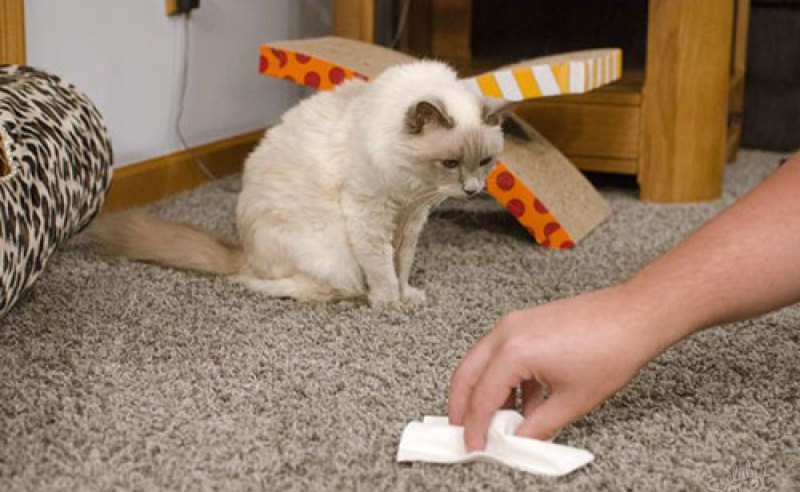 eliminare l'odore di urina di gatto dal tappeto