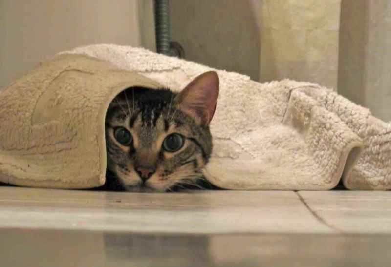 come sbarazzarsi dell'odore di urina di gatto sul tappeto di casa
