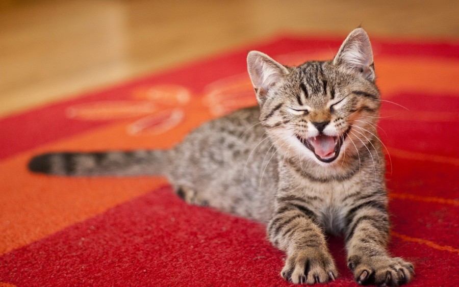 come sbarazzarsi dell'odore di urina di gatto
