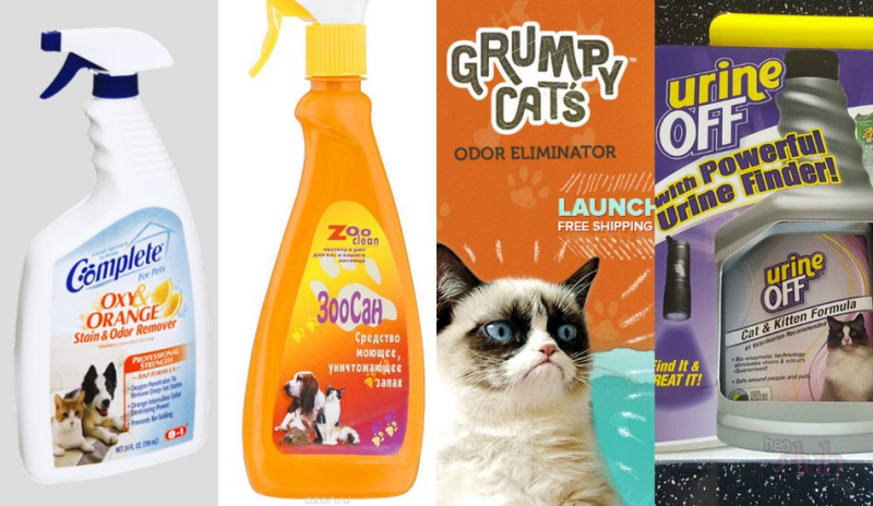 come svezzare un gatto dal tappeto