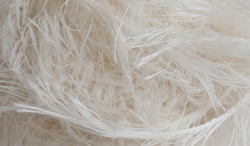 il cigno è giù