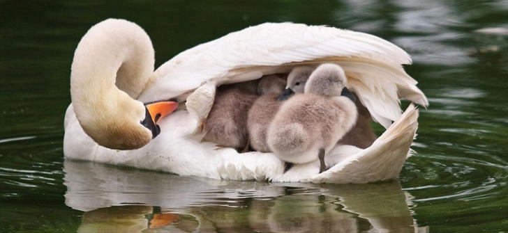 cuscini di piumino di cigno