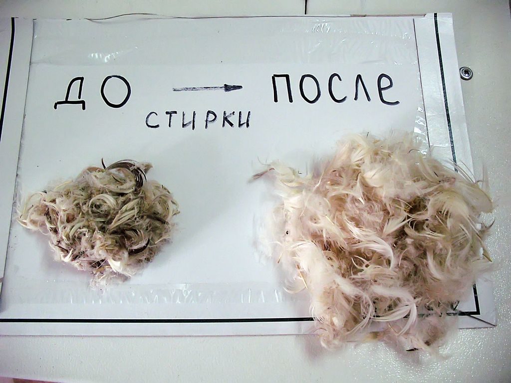 essiccazione delle piume