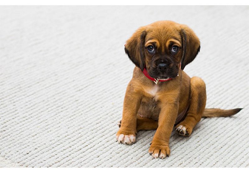 eliminare l'odore di urina del cane