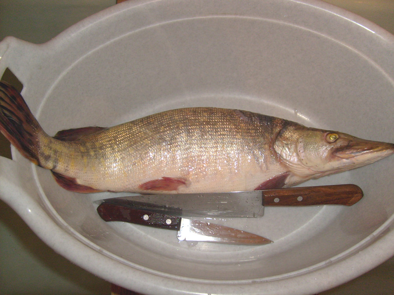 pesce in una bacinella