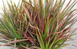 Dracaena carinatum