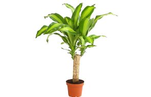 dracena fragrante