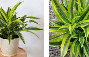 Dracaena limone e lime