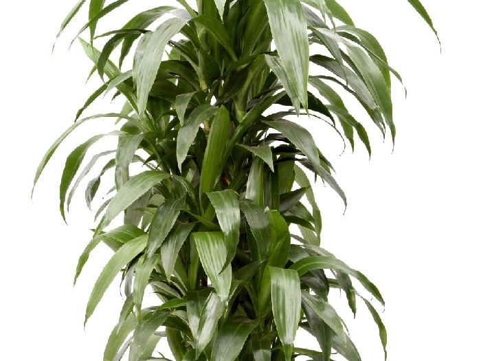 Dracena