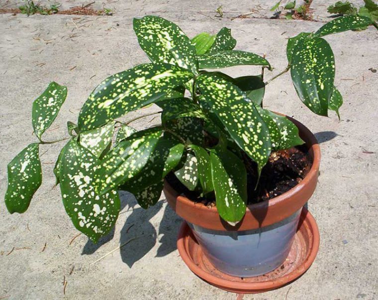 Trapiantare un fiore