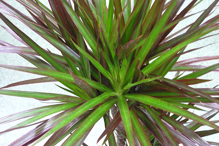 Dracaena carinatum