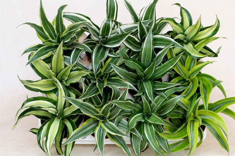 Dracena derema.