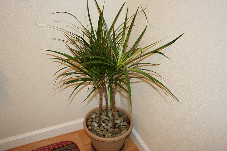 Dracena