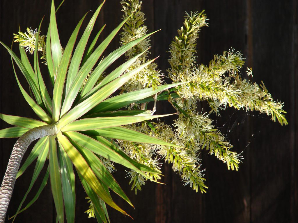 Dracaena in fiore