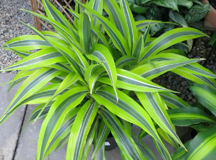 Dracaena in giardino