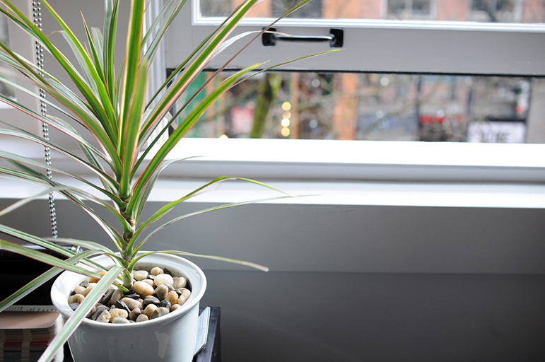 Illuminazione per Dracaena