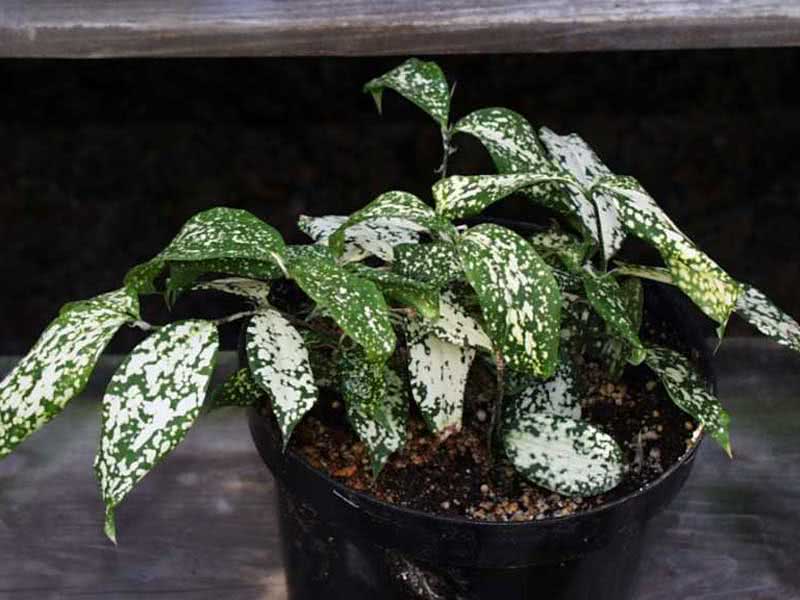 Coltivazione della Dracaena