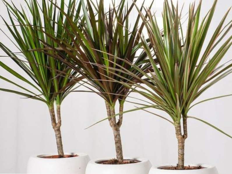 Dracena