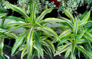 Dracaena deremensca