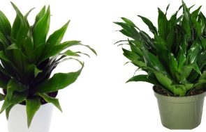 Dracena Janet Craig