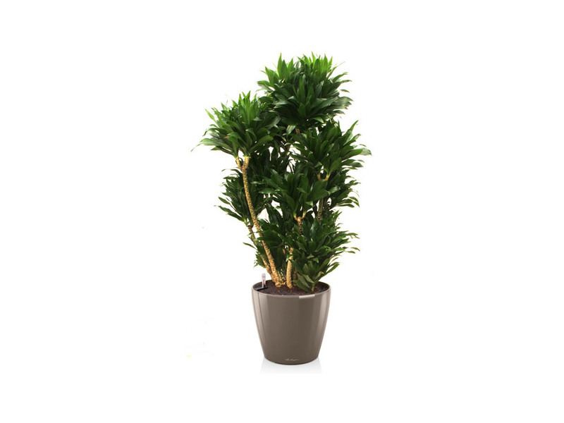 Dracaena compacta.