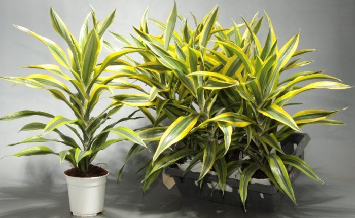 Dracena