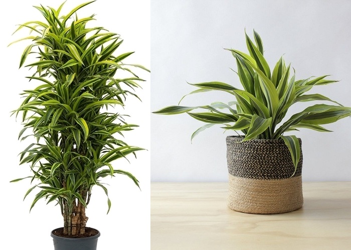Piccola dracena