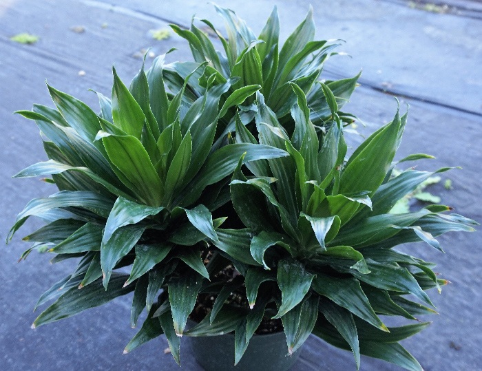Bellissima dracena