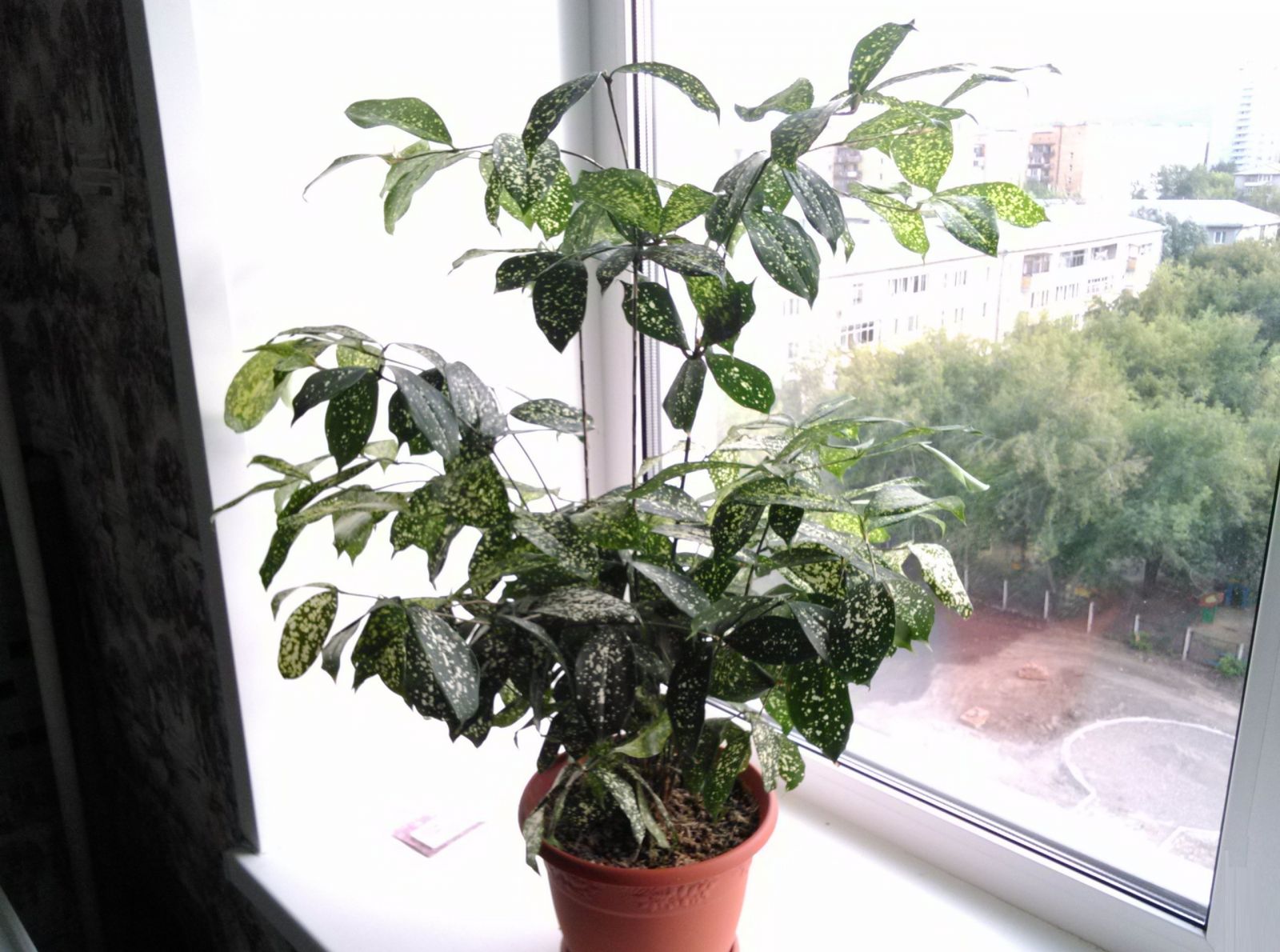 Dracaena Godseffiana sulla finestra